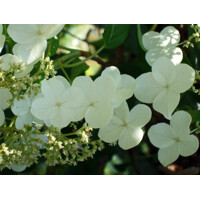 Hortenzia metlinatá - Hydrangea petiolaris Co2L 40+