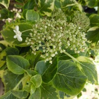 Hortenzia metlinatá - Hydrangea petiolaris Co2L 40+