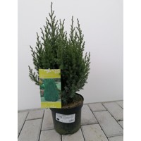 Borievka čínska - Juniperus Chinensis Stricta Co2,5L 20/30