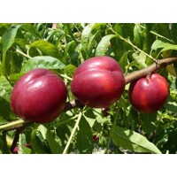 Nektarinka   'Stark Red Gold' - neskorá Co7.5L