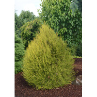 Tuja - Thuja plicata 'WHIPCORD'  20/30 Co2,5L