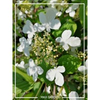 Kalina - Viburnum plicatum ´Kilimanjaro´Co2,5L 20/30