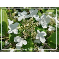 Kalina - Viburnum plicatum ´Kilimanjaro´Co2,5L 20/30