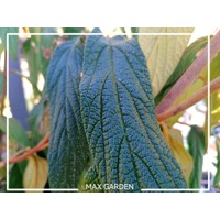 Kalina vrásčitolistá - Viburnum rhytidophyllum Co2,5L  30/40