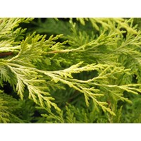 Cyprusovec leylandský  - Cupressocyparis leylandii ´Gold Rider´  Co30L 160/180  POM POM