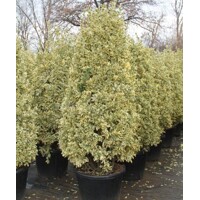 Bršlen japonský  - Euonymus japonicus Bravo'   Co10L 60/80
