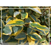 Elaeagnus ebbingei ´Compacta´ Co2L 20/25