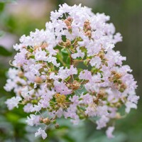 Myrta krepová červená - Lagerstroemia indica ´Rubra Magnifica´ Co3L 30/40