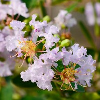 Myrta krepová červená - Lagerstroemia indica ´Rubra Magnifica´ Co3L 30/40