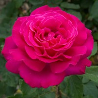 Ruža na kmienku - Rosa Topolina - ružová  KM40