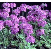 Androsace primuloides