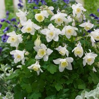 Aquilegia caerulea 'Spring Magic Yellow'