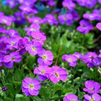 Aubrieta 'Axcent Violet with Eye'