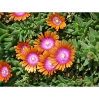 Delosperma ´Chameleon´