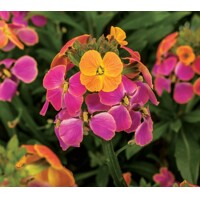Erysimum linifolium ´Erysistible Magenta´ 