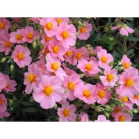 Helianthemum nummularium ´Lawerson´s Queen´