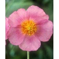 Helianthemum nummularium ´Lawerson´s Queen´