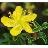 Hypericum calycinum P15
