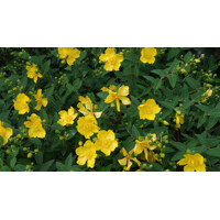 Hypericum calycinum P15