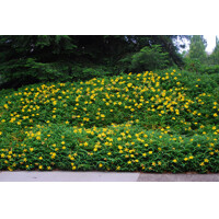 Hypericum calycinum P15