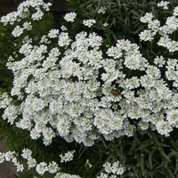 Iberis sempervirens ´Snowsurfer Compact´
