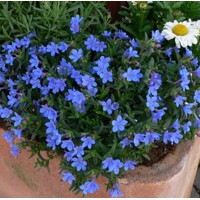 Lithodora diffusa ´Grace Ward´