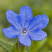 Lithodora diffusa ´Grace Ward´