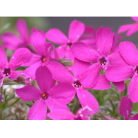 Flox