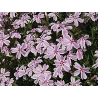 Flox šidlolistý - Phlox subulata 