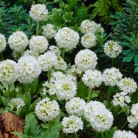 Primula denticulata