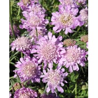 Scabiosa japonica