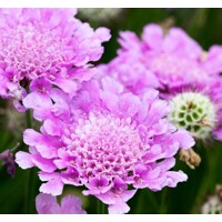 Scabiosa japonica