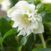 Helleborus Niger ´Christmas Carol´ P12