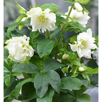 Helleborus Niger ´Christmas Carol´ P12