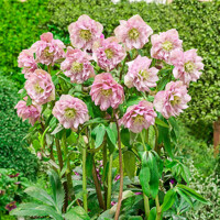 Helleborus Niger ´Christmas Carol´ P12
