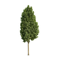 Javor mliečny - Acer platanoides ´Columnare´ Co25L 8/10