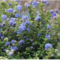 Ceanothus impressus ‘Victoria’ Co10L