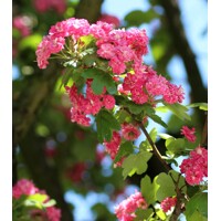 Hloh krivokališný - Crataegus laevigata 'Paul's Scarlet'  Co25L - vysokokmeň