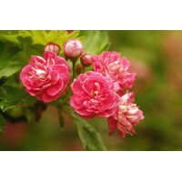 Hloh krivokališný - Crataegus laevigata 'Paul's Scarlet'  Co25L - vysokokmeň