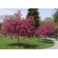 Hloh krivokališný - Crataegus laevigata 'Paul's Scarlet'  Co25L - vysokokmeň