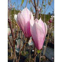 Magnolia 'Black Tulip'  Co15L  150/200 (mladý strom)