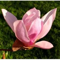 Magnolia 'Black Tulip'  Co15L  150/200 (mladý strom)