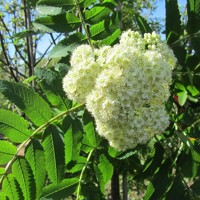 Sorbus Aucuparia ´Lutescens´ - Jarabina mukyňova 