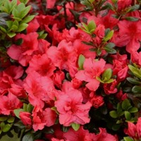 Azalka japonská - Azalea japonica  'Melina'  Co2.5L 20/30