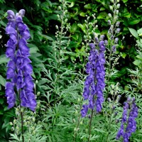 Aconitum napellus