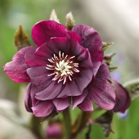 Helleborus Niger ´Christmas Carol´ P12