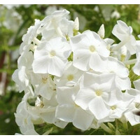Flox metlinatý - Phlox paniculata ´Bambini Desire´ Co11
