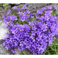 Campanula portenschlagiana 'Nina'  P10,5