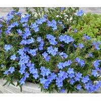 Lithodora diffusa ´Grace Ward´