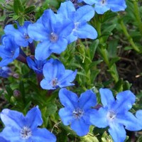 Lithodora diffusa ´Grace Ward´